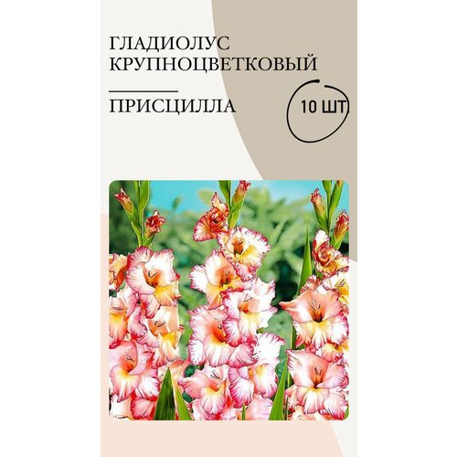 Гладиолус крупноцветковый Присцилла, луковицы многолетних цветов гладиолус присцилла 5шт