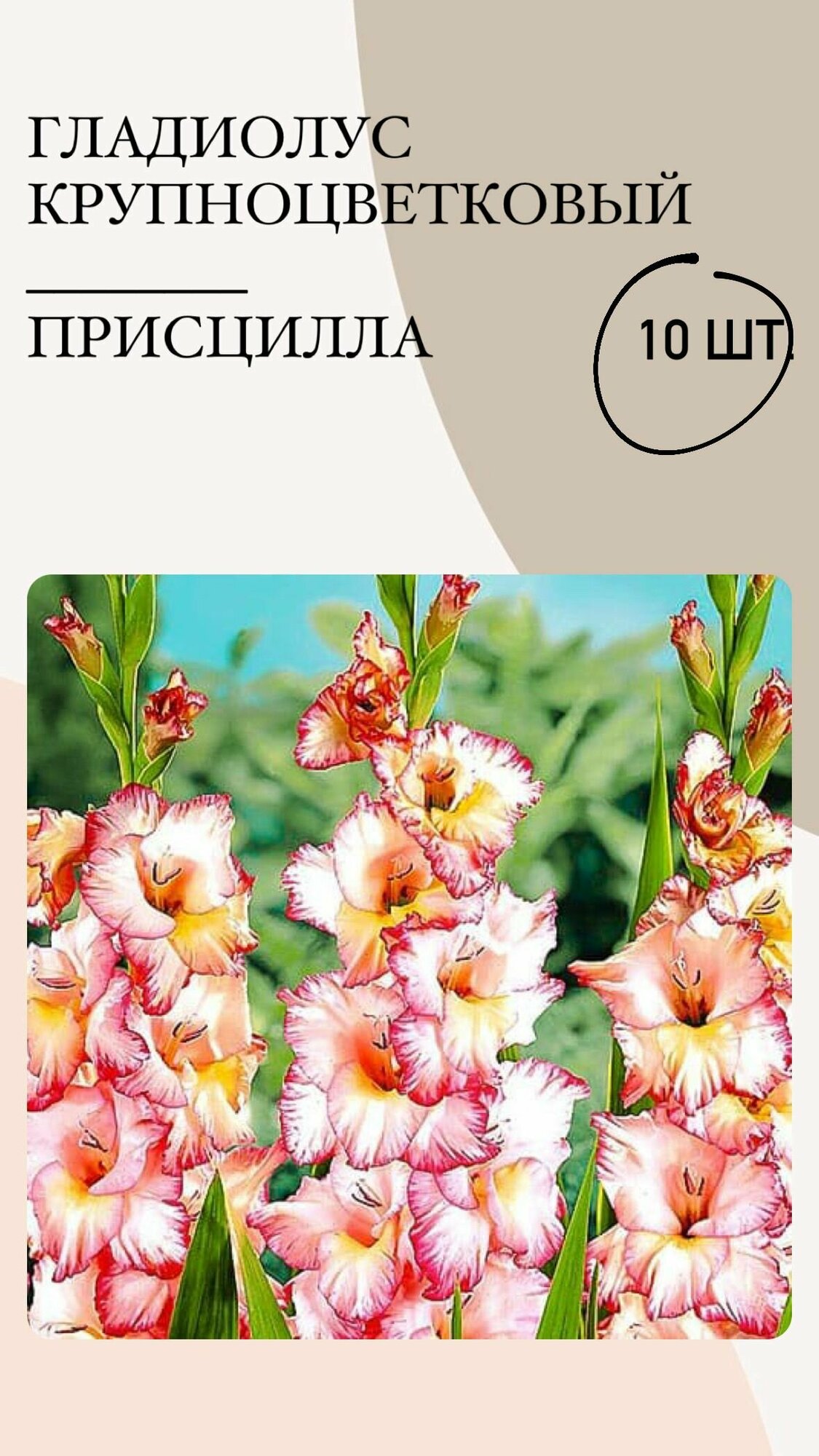 Гладиолус крупноцветковый луковицы многолетних цветов