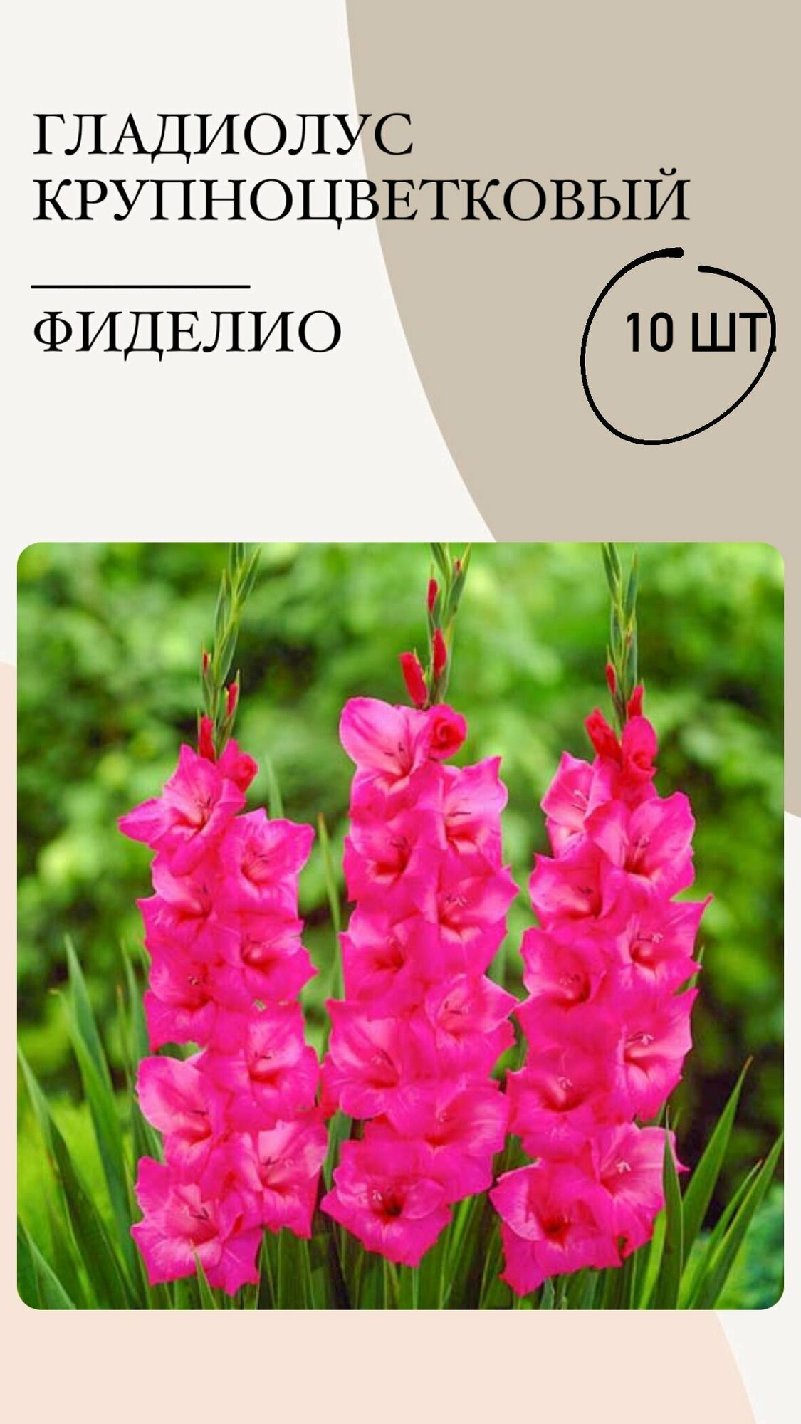 Гладиолус крупноцветковый Фиделио, луковицы многолетних цветов