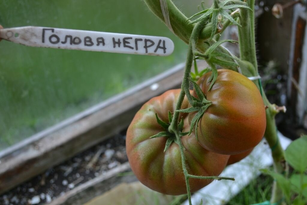 Коллекционные семена томата Голова негра