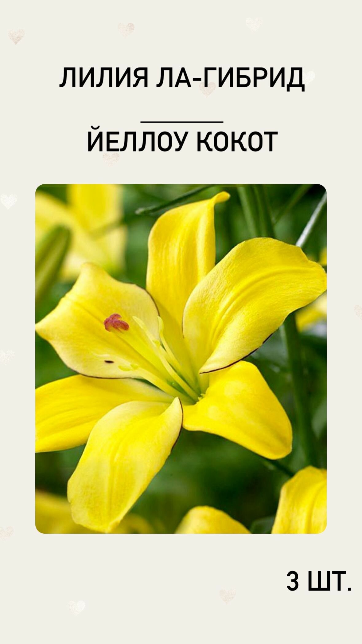 Лилия Йеллоу Кокот, луковицы многолетних цветов