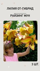 Лилия Райзинг Мун, луковицы многолетних цветов