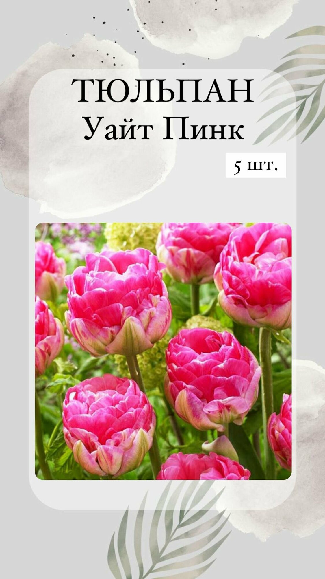 Тюльпаны луковичные цветы 5 шт