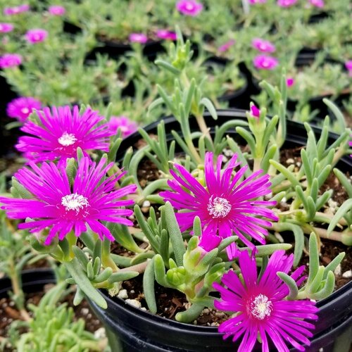 Семена Делосперма Купера (Delosperma Cooperi) 5 штук