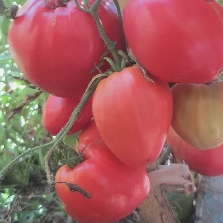 Семена помидор говядина с куста купить — купить по низкой цене на ...