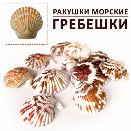 Ракушки морские гребешки для декора размер 3-5 см, набор ракушек 100 гр контейнер для специй степ 120 мл 10×5×5 см цвет белый