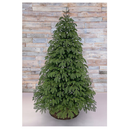 Black Boх Black Box ель Дворянская литая 260 см зеленый