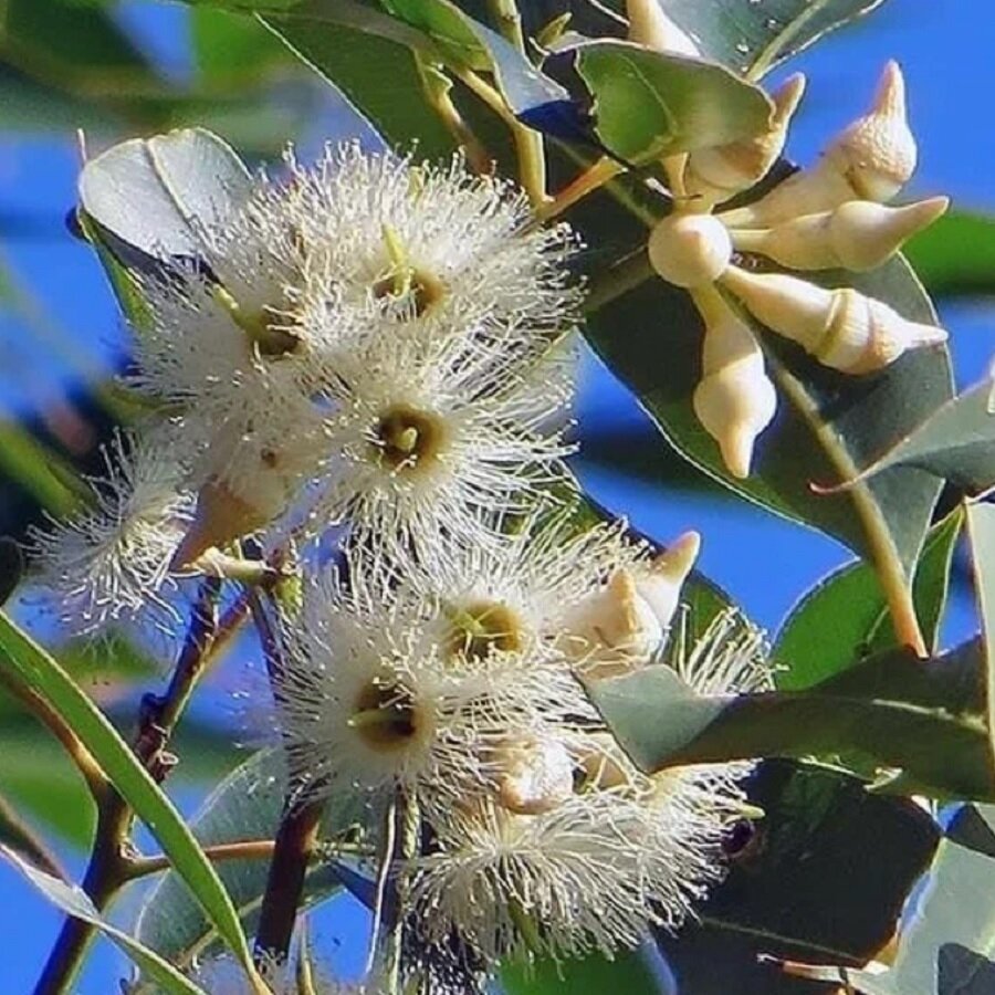 Семена Орешка Эвкалипт красный лесной Eucalyptus tereticornis 500 шт.