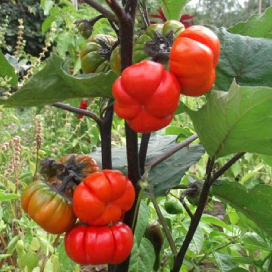 Семена Deodar SEEDS COMPANY Баклажан эфиопский красный ребристый 5 шт.