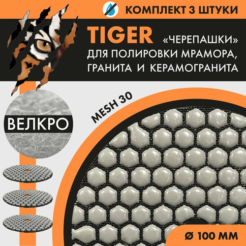            HEXAGONAL TIGER APEX 100    30 (3 .) /   /        /     