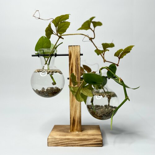 Растительная химия (берёзка и сциндапсус)