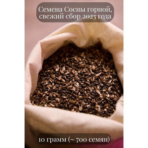 Семена Сосны горной