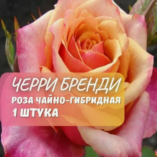 Изображение товара Роза чайно-гибридная Черри Бренди (Cherry Brandy) / 1 шт, розы, ароматная, многолетняя