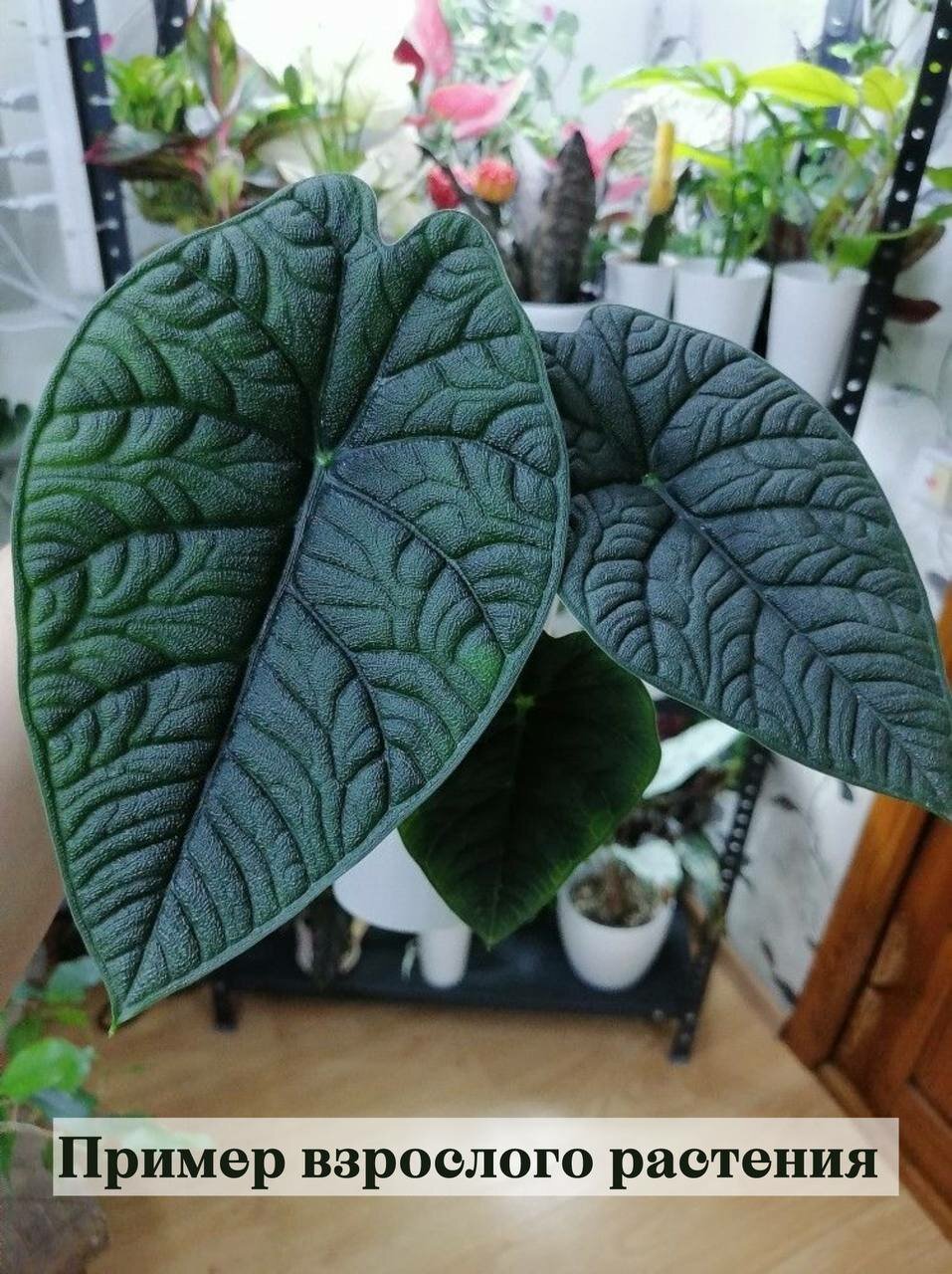 Алоказия Мело крупный клубень 1 шт Alocasia Melo