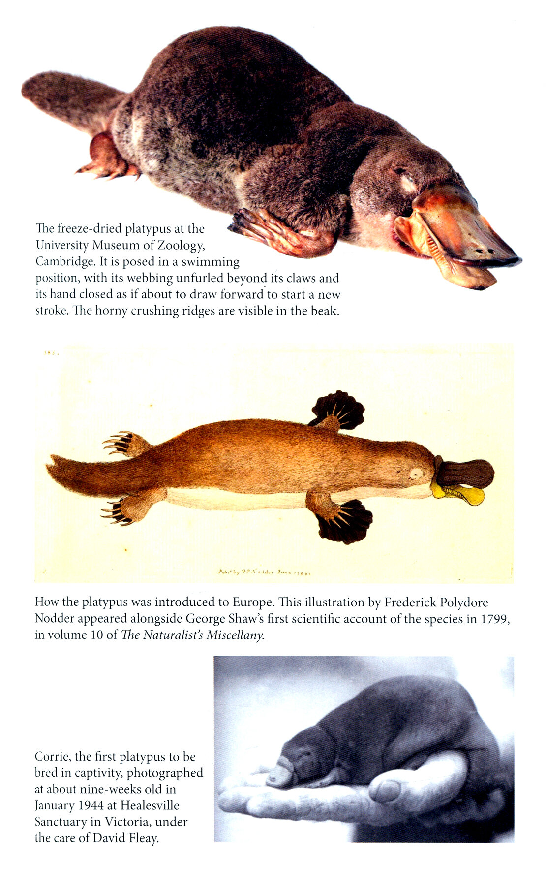 Platypus Matters. The Extraordinary Story of Australian Mammals - фото №3