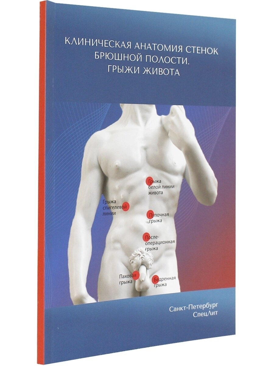Клиническая анатомия стенок брюшной полости. Грыжи живота - фото №2