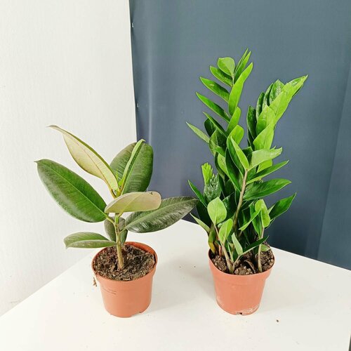 Набор комнатных растений 