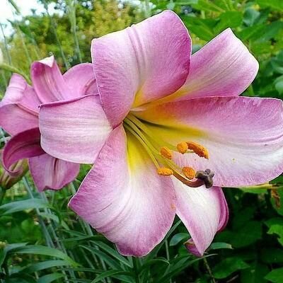 Луковица лилии трубчатая Пинк Перфекшн 1 шт