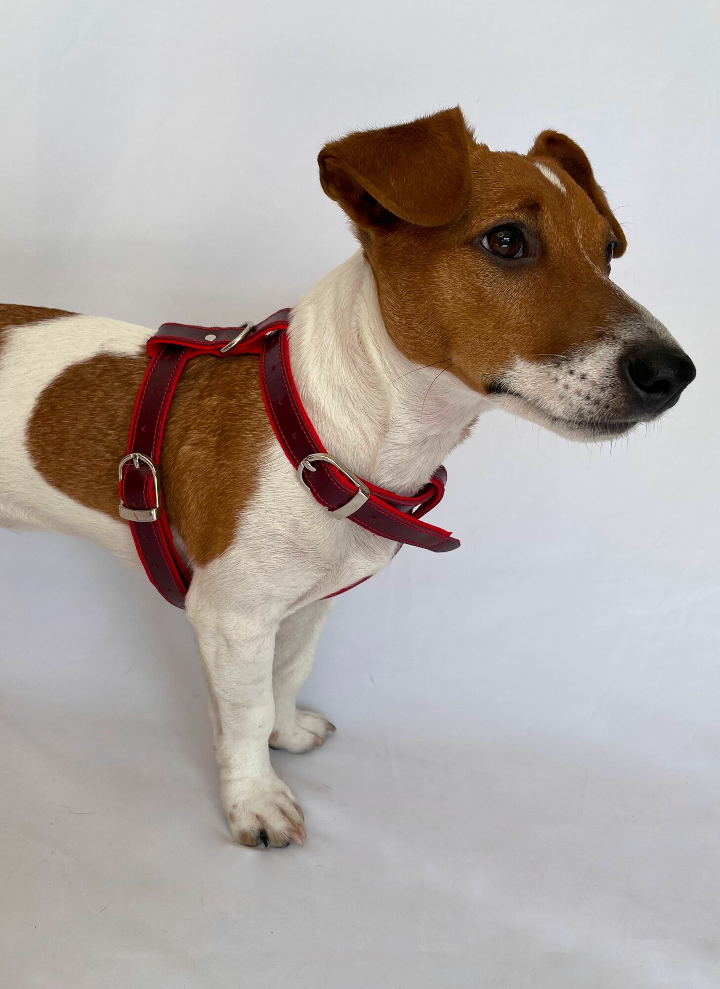 Шлейка для собак мелких и средних пород, вишнёвая