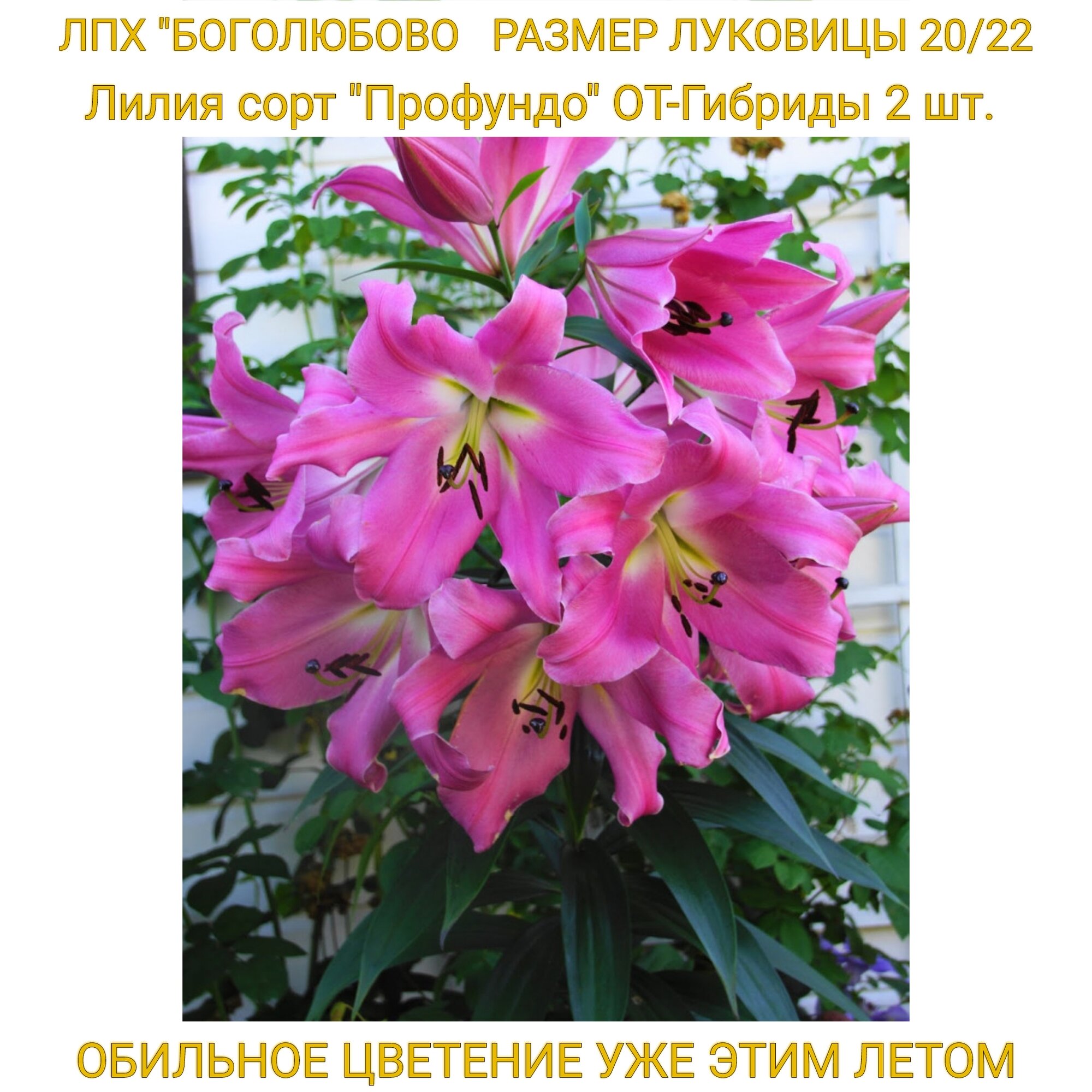 Лилия сорт "Профундо" От-Гибриды размер луковицы 20/22 упаковка 2 шт.