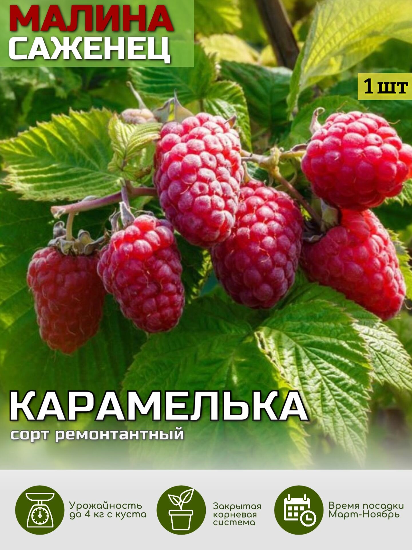 Малина Карамелька Саженец...