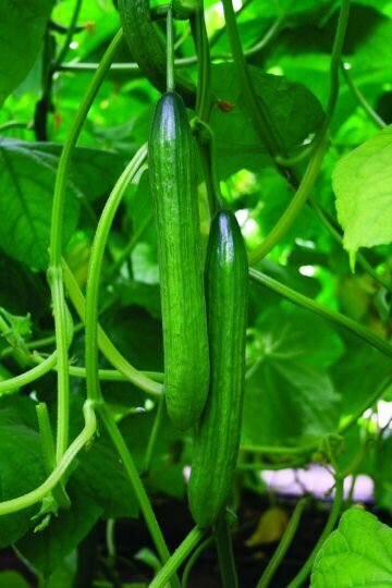 Семена огурца СеДеК  вивальди   партенокарпические  для теплицы  2 упаковки