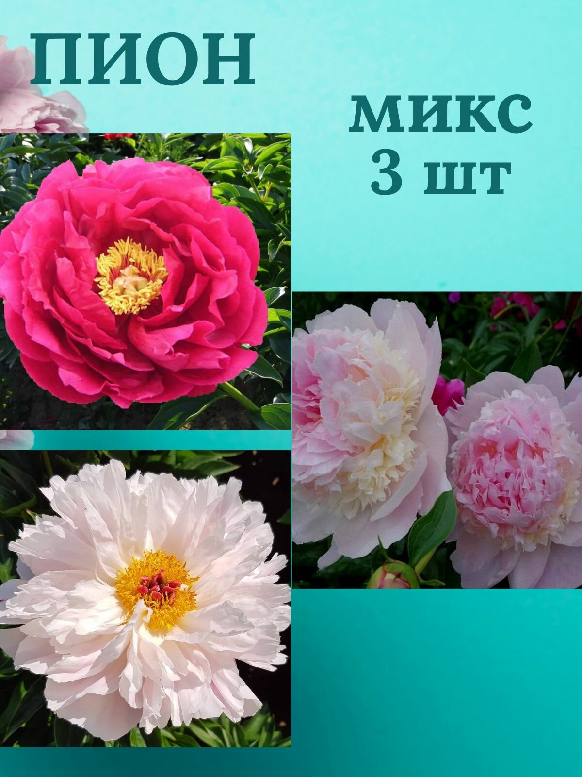 Пионы многолетние цветы Микс из 3 штук