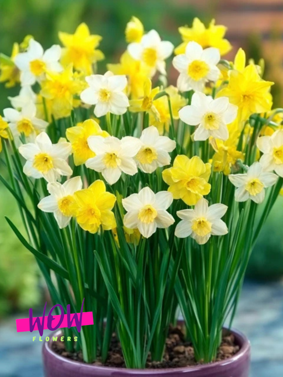 Луковицы цветов WOW FLOWERS  Нарциссы Микс Мини сортов ( 3 штуки )