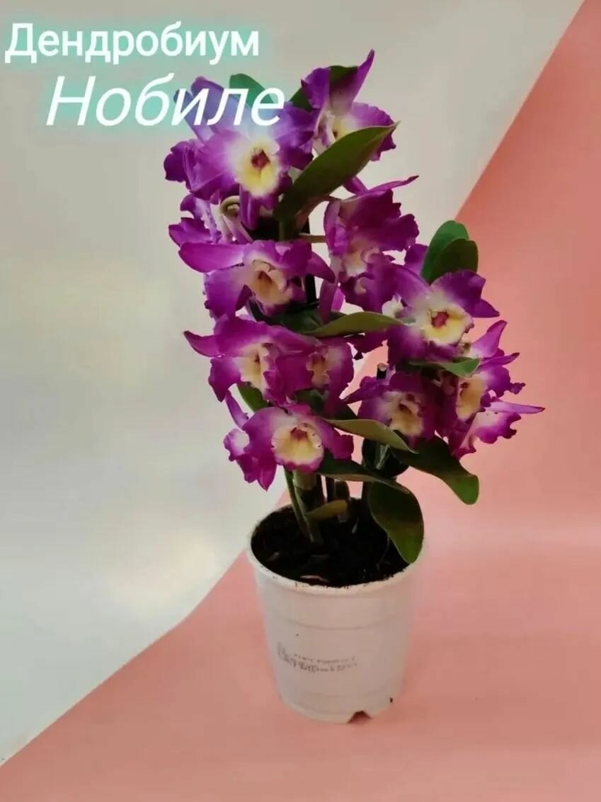Орхидея Дендробиум Нобиле (Dendrobium Nobile) - Комнатное цветущее растение живой цветок