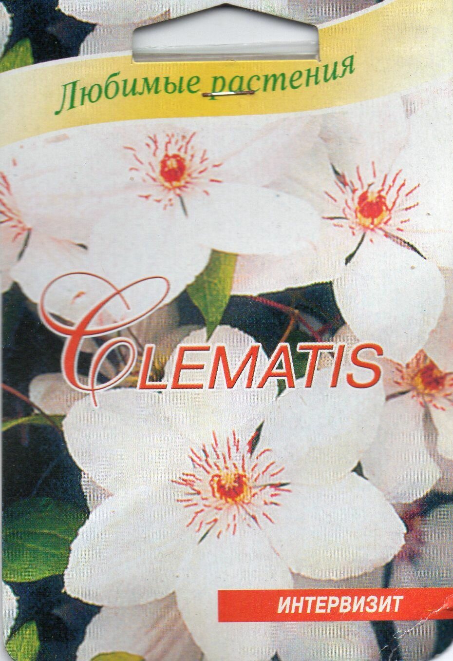 Клематис "Jan Pawel 2" семена