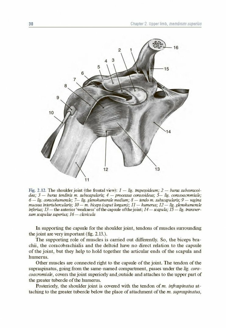 Topographic Anatomy and Operative Surgery. Textbook - фото №4