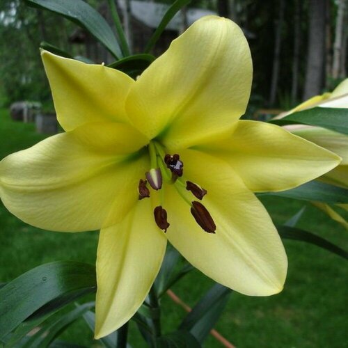 Луковицы Лилия ОТ-гибрид Лесото 2 шт.