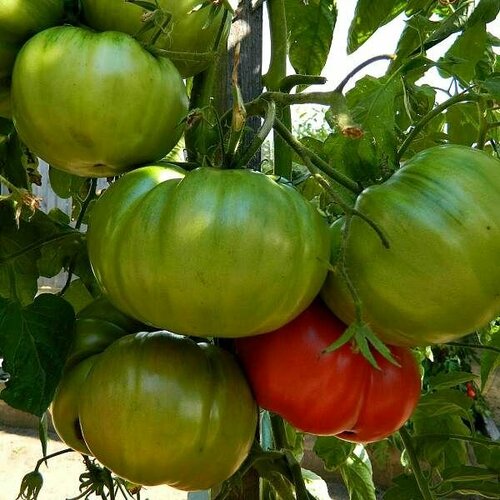 Коллекционные семена томата Минусинский яблочный усыпной