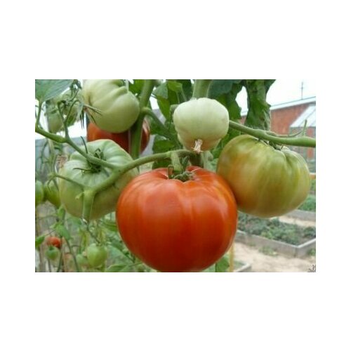 Коллекционные семена томата Алтайский шедевр семена томат алтайский шедевр лидер