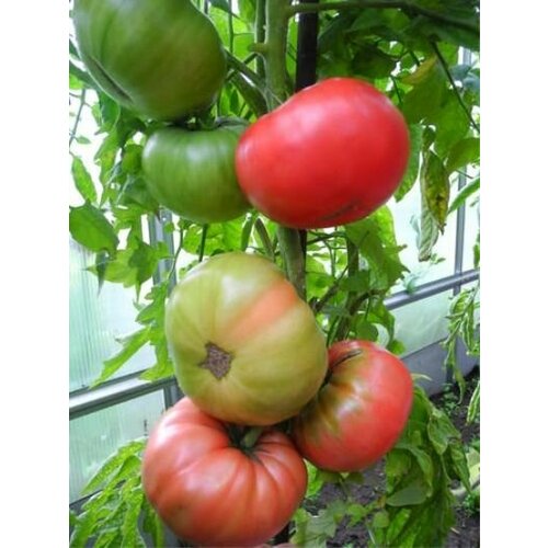 Коллекционные семена томата Дородный коллекционные семена томата двухкилограммовый