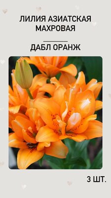 Лилия Дабл Оранж, луковицы многолетних цветов