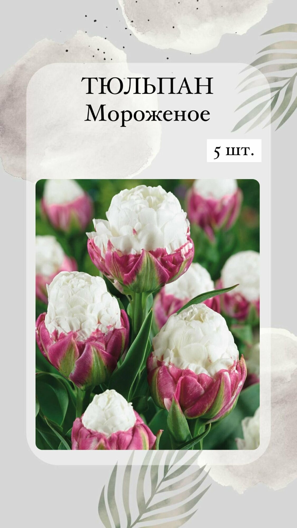 Тюльпаны пломбир