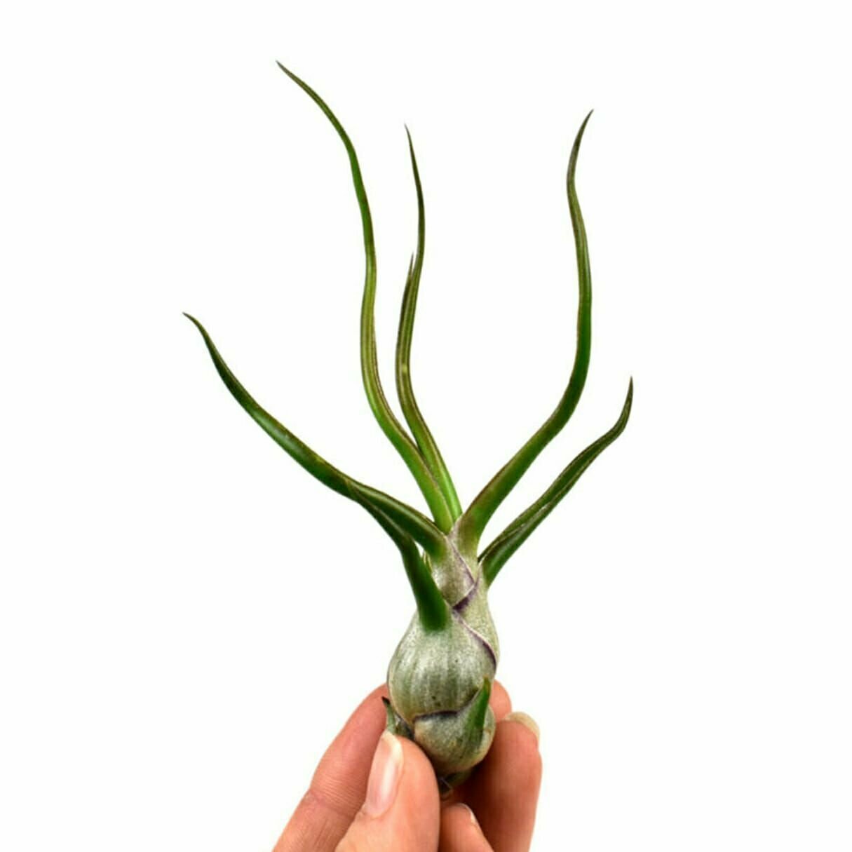 Тилландсия Бульбовидная (Tillandsia Bulbosa)