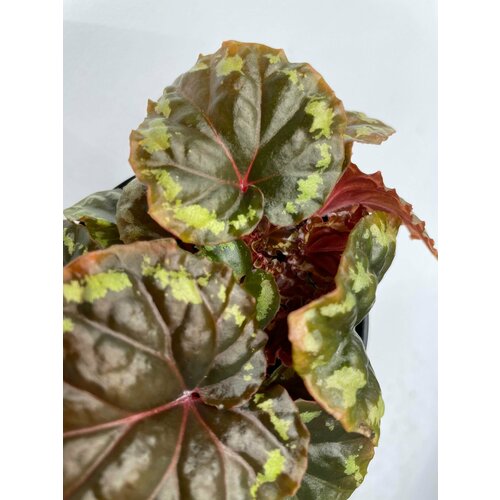 Бегония Игнита 2.0 (Begonia Ignita 2.0) - Лист