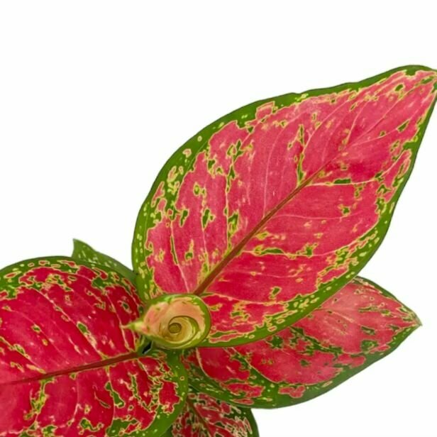 Аглаонема Ред Валентин (лат. Aglaonema Red Valentine) D6см