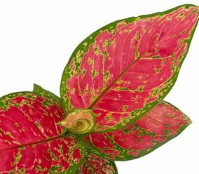 Аглаонема Ред Валентин (Aglaonema Red Valentine) D6см