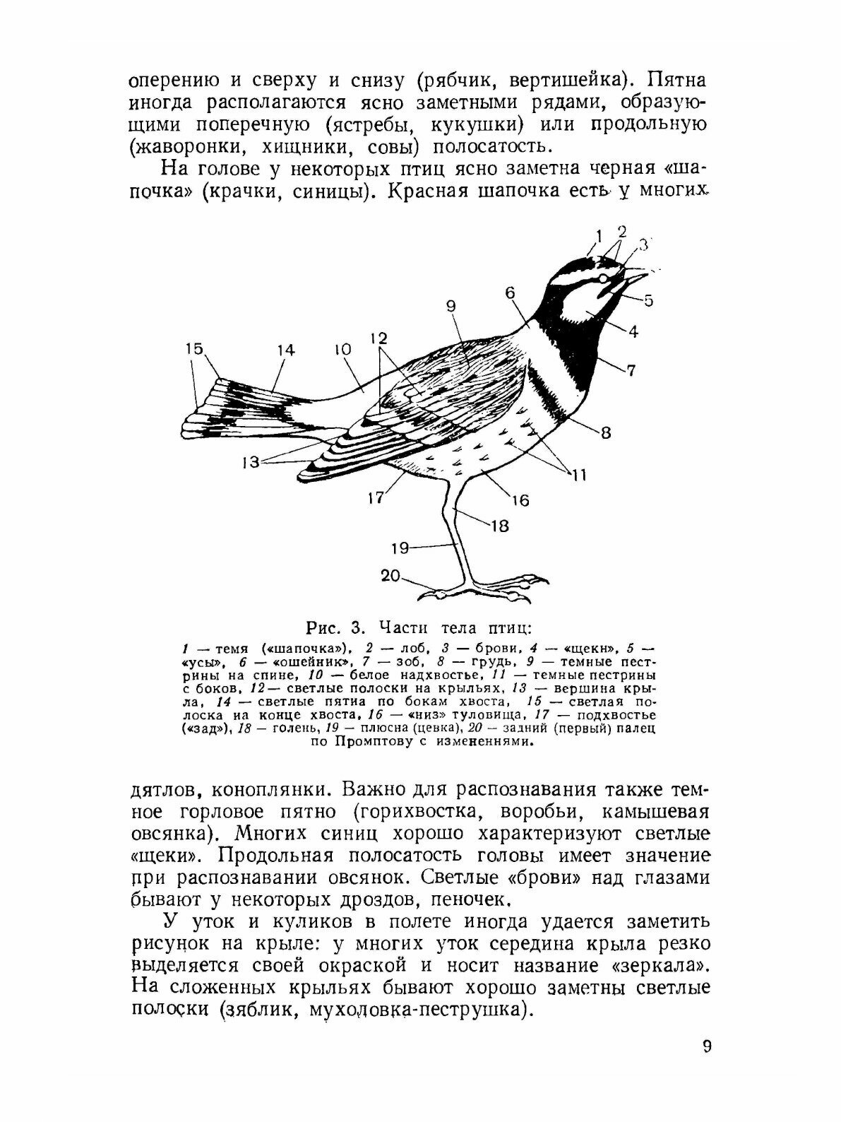 Книга Экскурсионный определитель птиц Европейской части СССР - фото №3