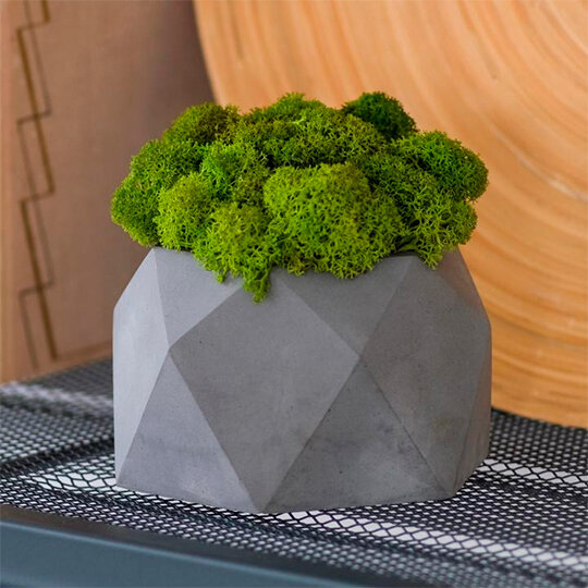 фото Кашпо бетонное со мхом 'Beta' (разные цвета) / Серый
