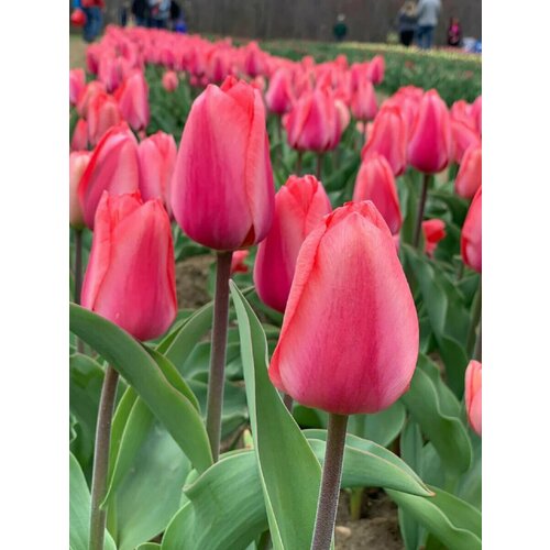 Тюльпан Луковица, Барре Альта, 3шт крупные, разбор 12/14