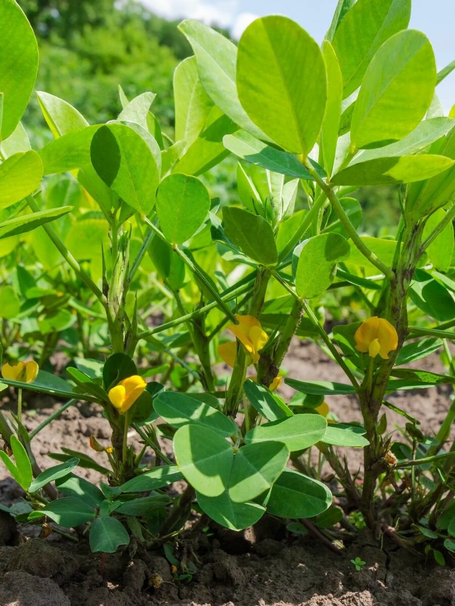 Семена Арахис земляной орех (Arachis hypogaea) 25 штук семян