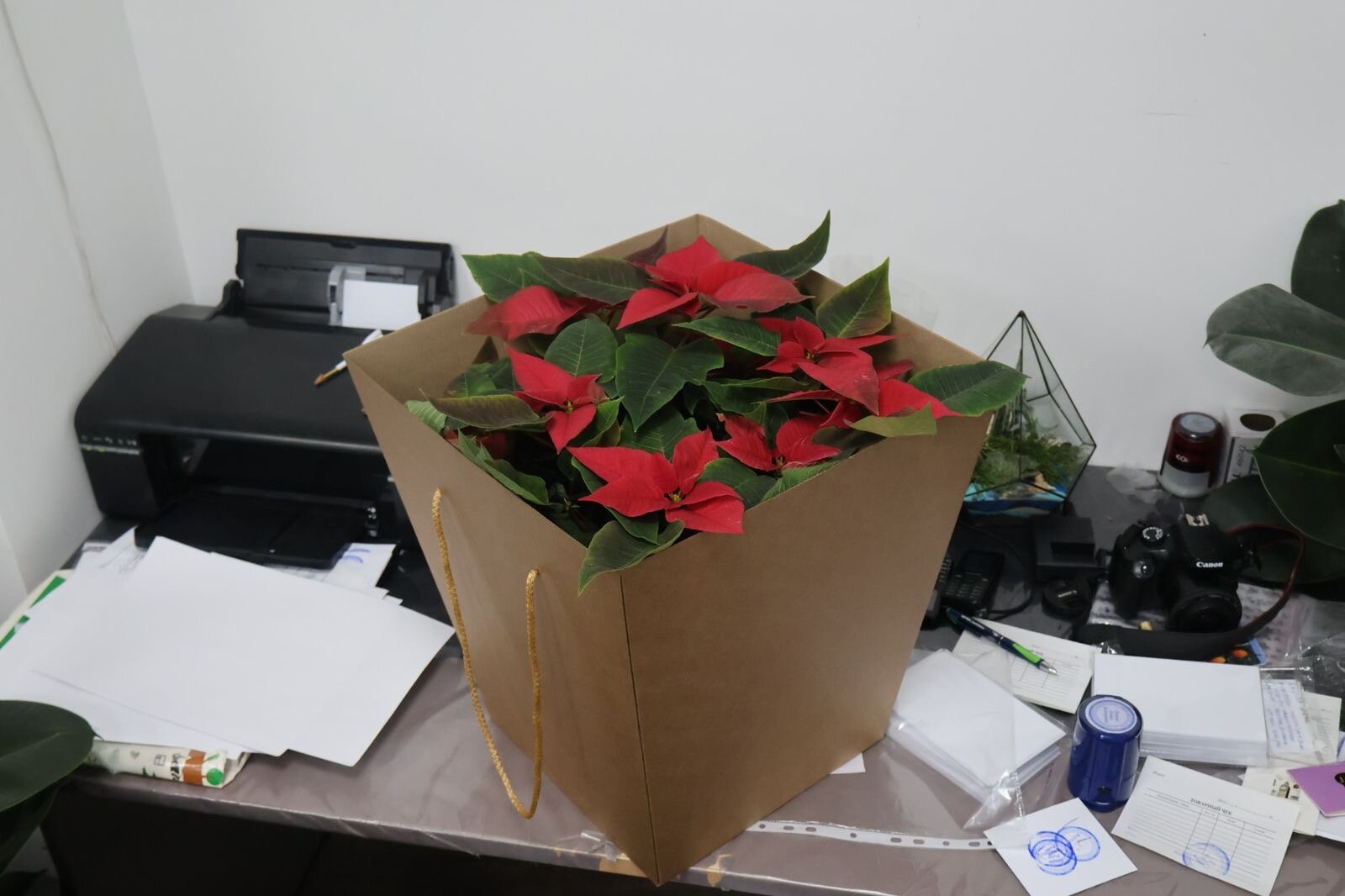 Пуансеттия со статусом 