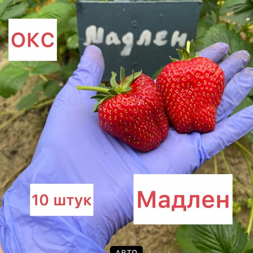 Клубника средне- ранняя мадлен 10 штук окс