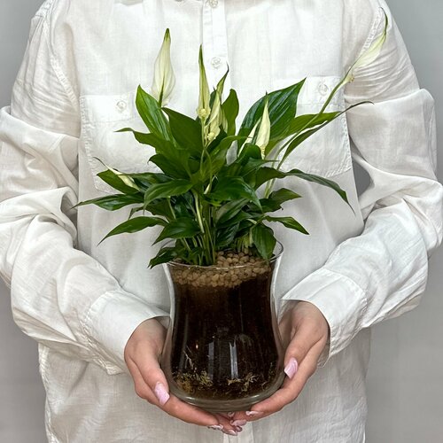 Спатифиллум (женское счастье) в стеклянной вазе