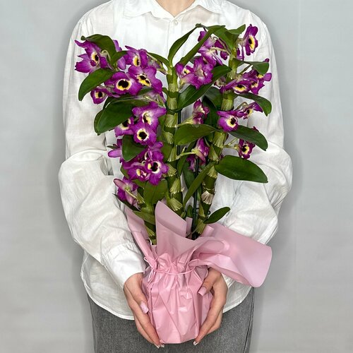 Орхидея Дендробиум в упаковке