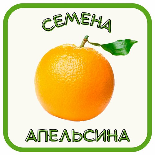 Апельсин. Семена апельсина